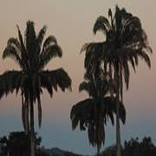 IGM-AVATAR